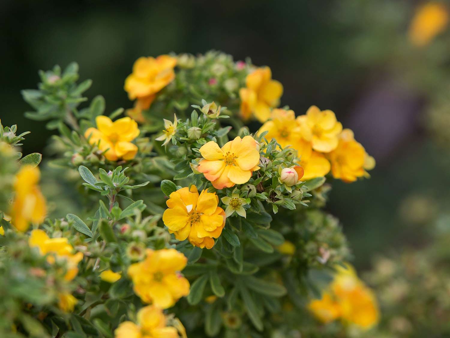 Fingerstrauch FIRST EDITIONS ® 'Marmalade'