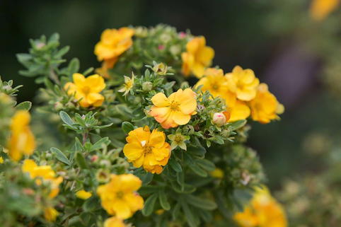 Fingerstrauch FIRST EDITIONS ® 'Marmalade' - Potentilla fruticosa FIRST EDITIONS ® 'Marmalade'