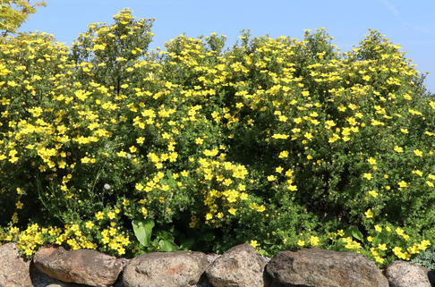 Fingerstrauch 'Goldteppich' / 'Goldkissen' - Potentilla fruticosa 'Goldteppich' / 'Goldkissen'
