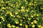 Fingerstrauch 'Goldteppich' / 'Goldkissen' - Potentilla fruticosa 'Goldteppich' / 'Goldkissen'