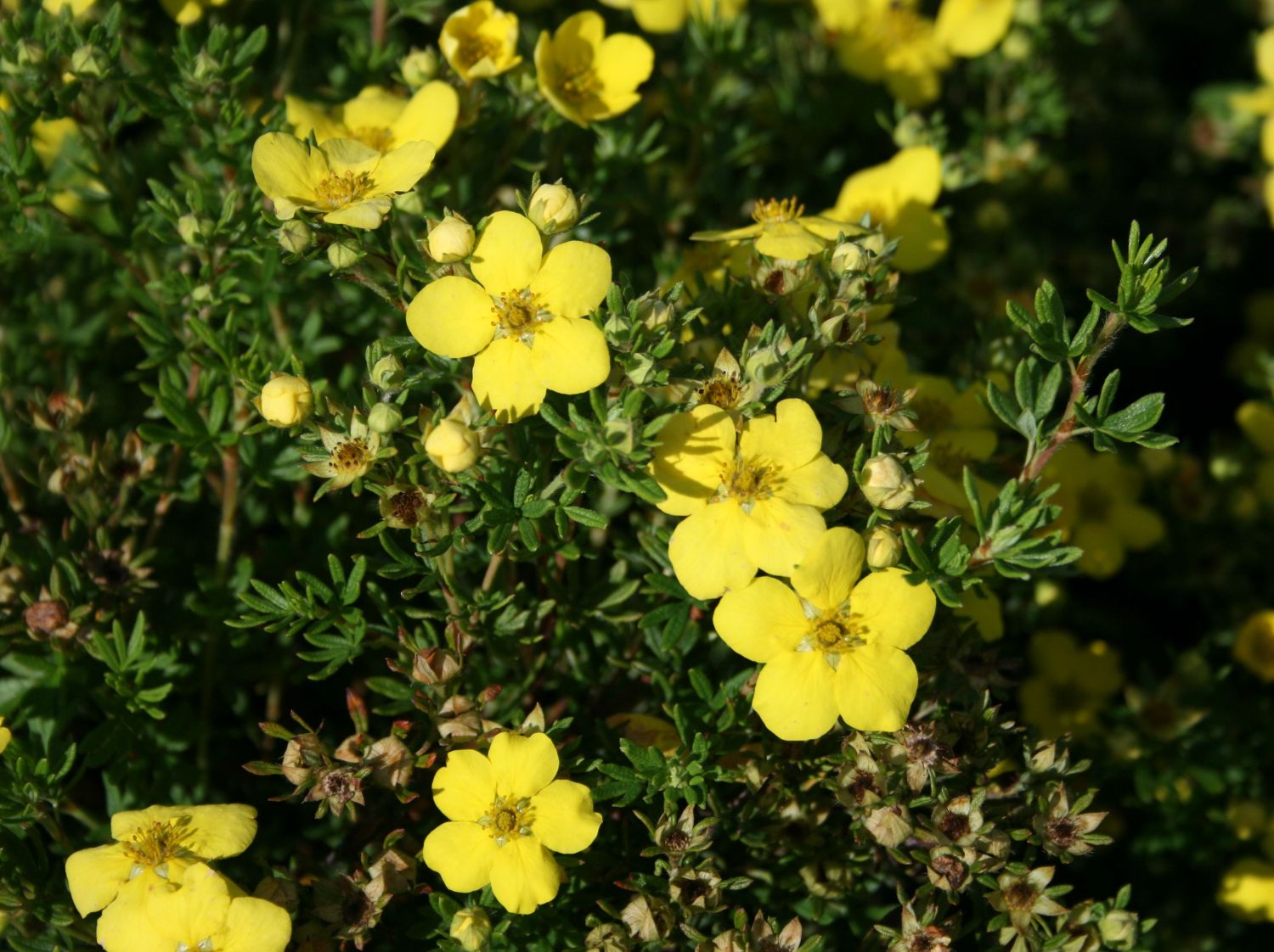 Fingerstrauch  'Goldteppich' /  'Goldkissen' - Potentilla fruticosa 'Goldteppich' / 'Goldkissen'