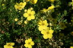 Fingerstrauch 'Goldteppich' / 'Goldkissen' - Potentilla fruticosa 'Goldteppich' / 'Goldkissen'