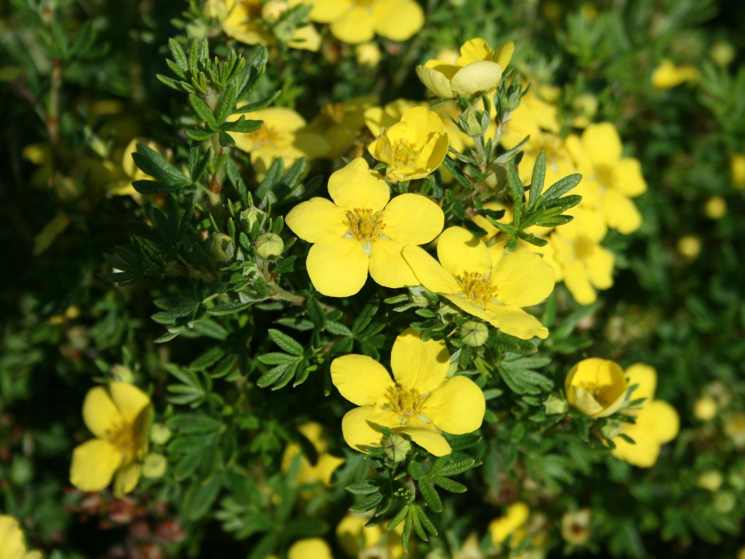 Fingerstrauch  'Goldteppich' /  'Goldkissen' - Potentilla fruticosa 'Goldteppich' / 'Goldkissen'
