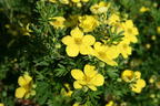Fingerstrauch 'Goldteppich' / 'Goldkissen' - Potentilla fruticosa 'Goldteppich' / 'Goldkissen'
