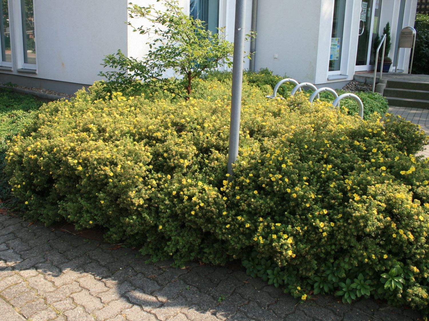 Fingerstrauch  'Goldteppich' /  'Goldkissen' - Potentilla fruticosa 'Goldteppich' / 'Goldkissen'