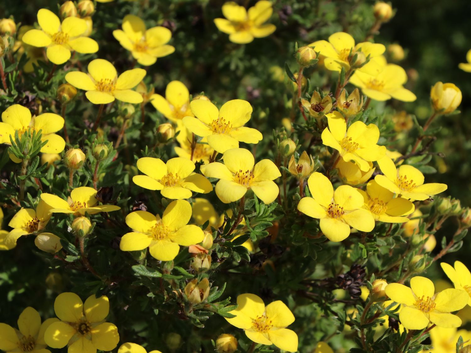 Fingerstrauch  'Goldteppich' /  'Goldkissen' - Potentilla fruticosa 'Goldteppich' / 'Goldkissen'
