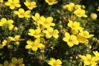 Fingerstrauch 'Goldteppich' / 'Goldkissen' - Potentilla fruticosa 'Goldteppich' / 'Goldkissen'