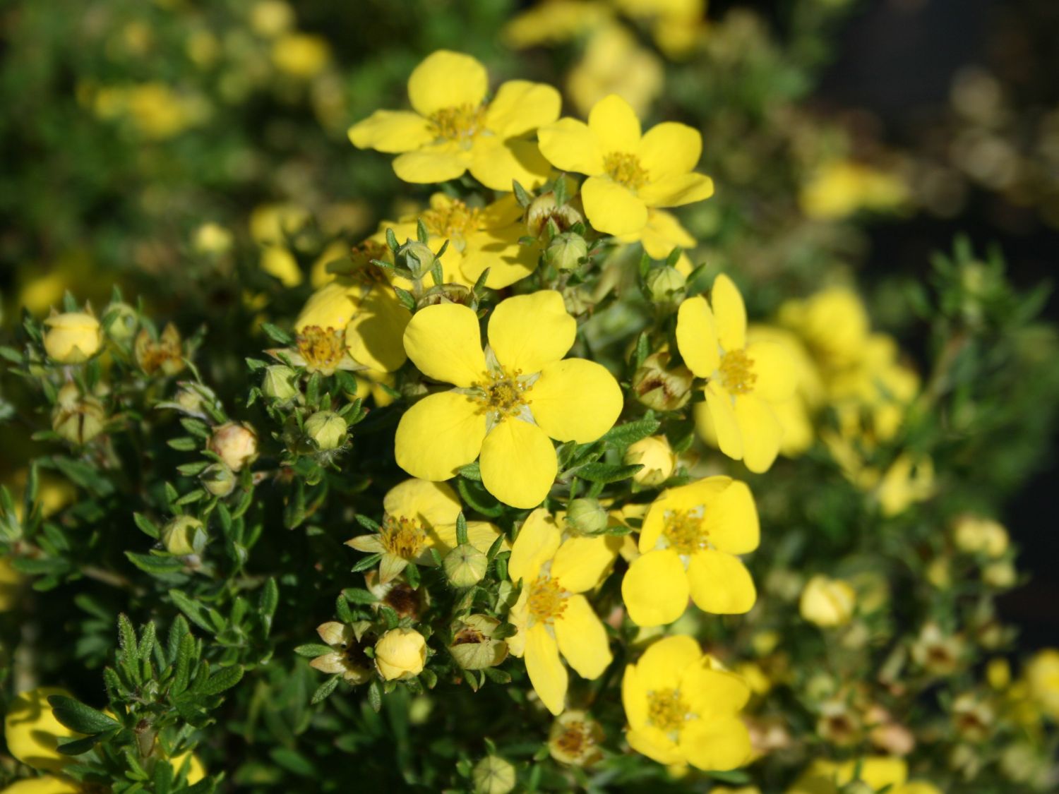 Fingerstrauch  'Goldteppich' /  'Goldkissen' - Potentilla fruticosa 'Goldteppich' / 'Goldkissen'