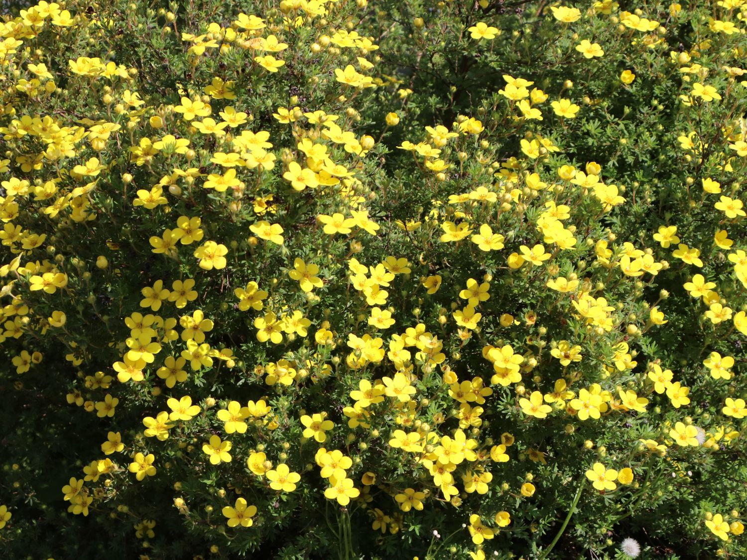 Fingerstrauch  'Goldteppich' /  'Goldkissen' - Potentilla fruticosa 'Goldteppich' / 'Goldkissen'