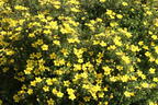 Fingerstrauch 'Goldteppich' / 'Goldkissen' - Potentilla fruticosa 'Goldteppich' / 'Goldkissen'
