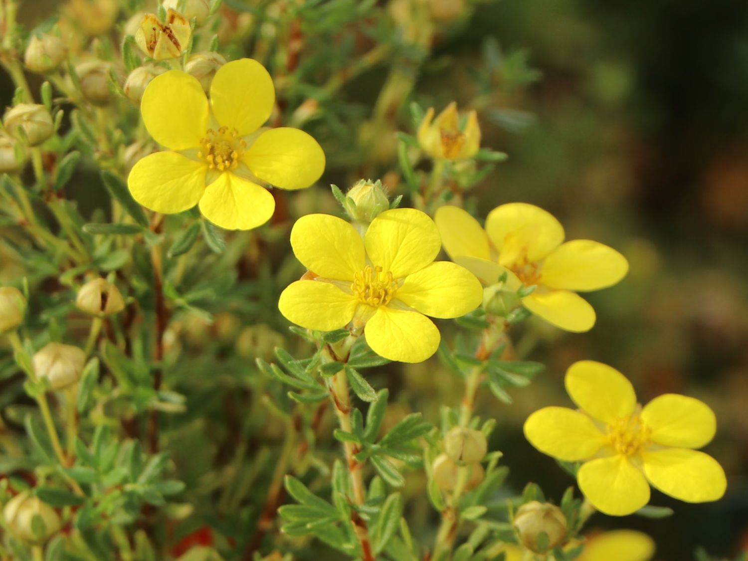 Fingerstrauch  'Goldteppich' /  'Goldkissen' - Potentilla fruticosa 'Goldteppich' / 'Goldkissen'