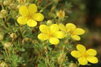 Fingerstrauch 'Goldteppich' / 'Goldkissen' - Potentilla fruticosa 'Goldteppich' / 'Goldkissen'