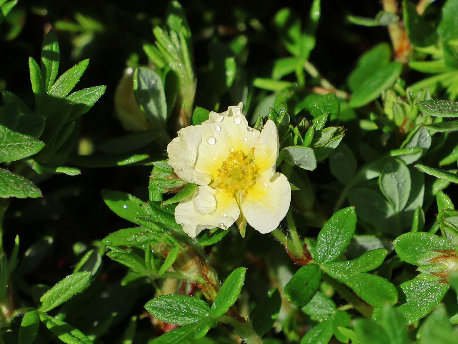 Fingerstrauch 'Limelight'