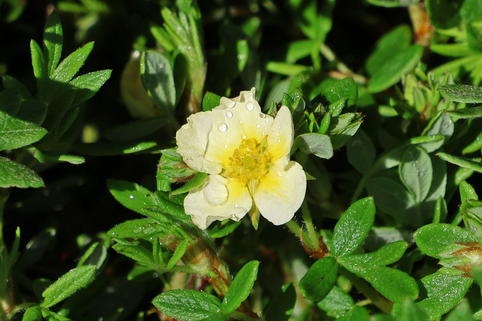 Fingerstrauch 'Limelight' - Potentilla fruticosa 'Limelight'