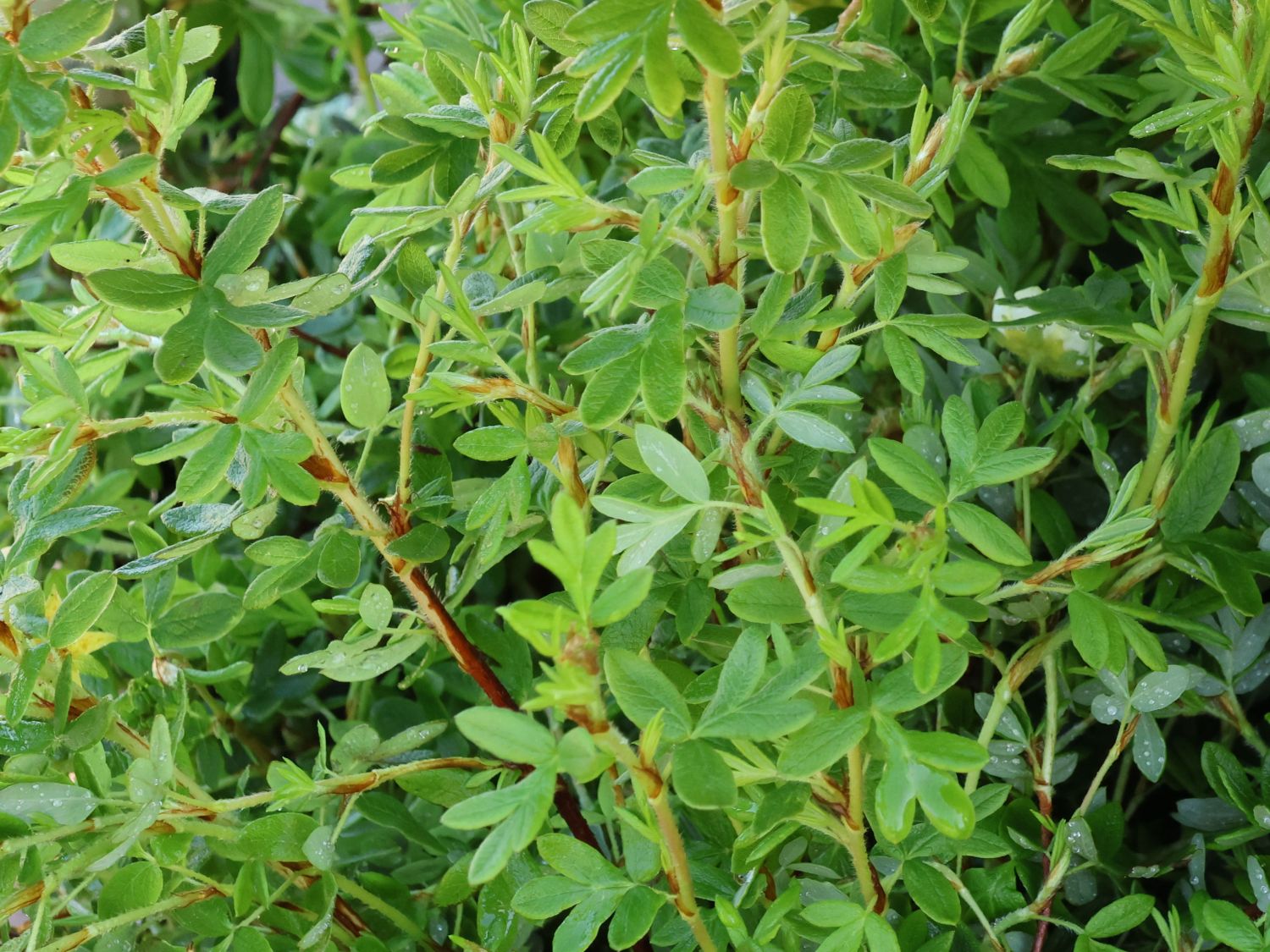 Fingerstrauch 'Limelight' - Potentilla fruticosa 'Limelight'