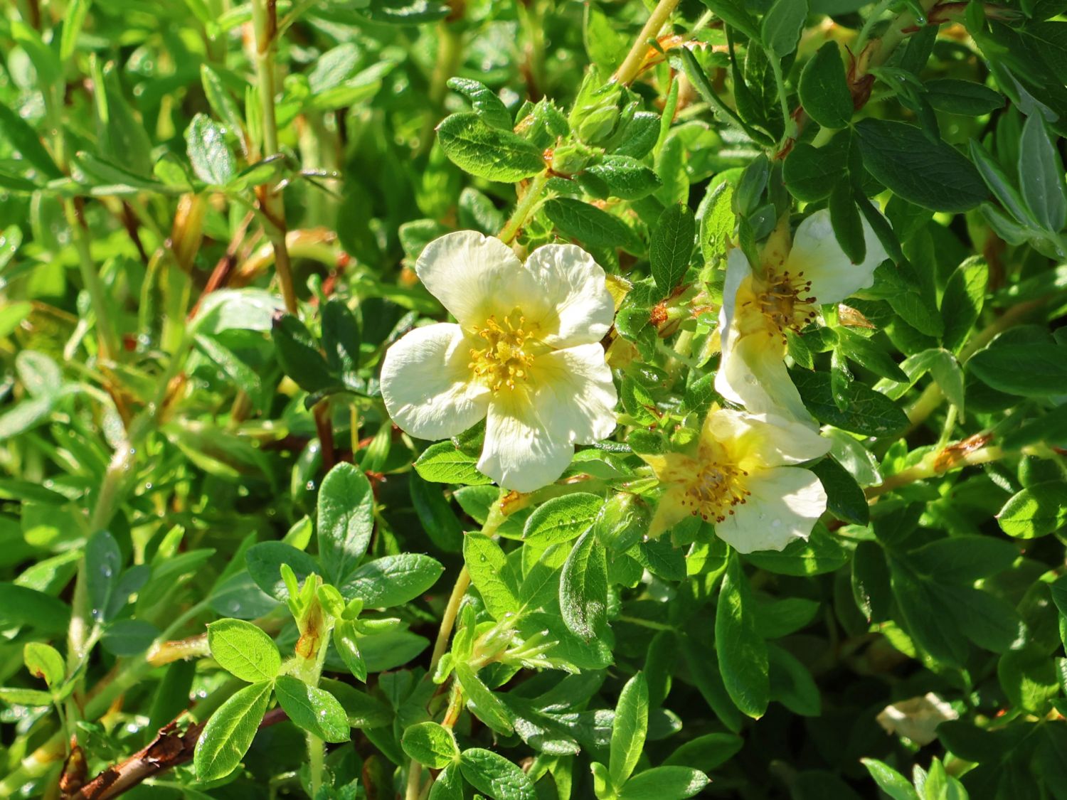 Fingerstrauch 'Limelight' - Potentilla fruticosa 'Limelight'