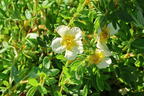 Fingerstrauch 'Limelight' - Potentilla fruticosa 'Limelight'