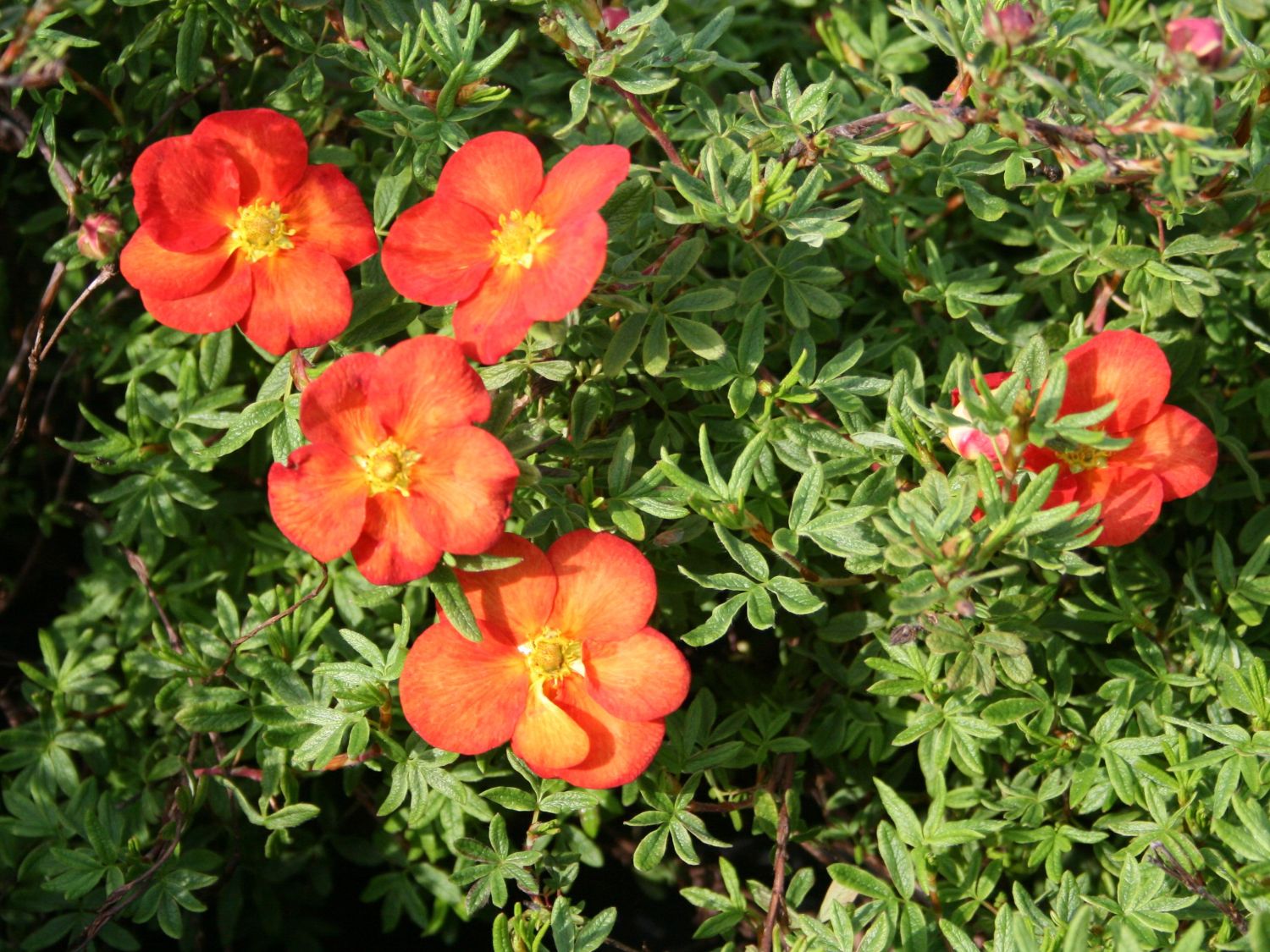 Fingerstrauch 'Marian Red Robin' ® - Potentilla 'Marian Red Robin' ®