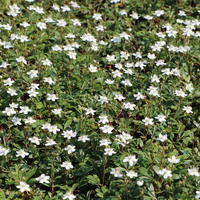 Fingerstrauch 'Nuuk' - Potentilla tridentata 'Nuuk'