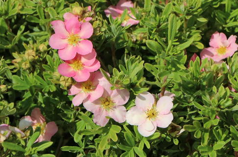 Fingerstrauch 'Pink Lady' - Potentilla fruticosa 'Pink Lady'