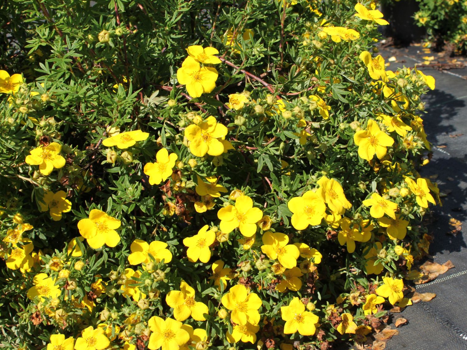 Fingerkräuter (Potentilla)
