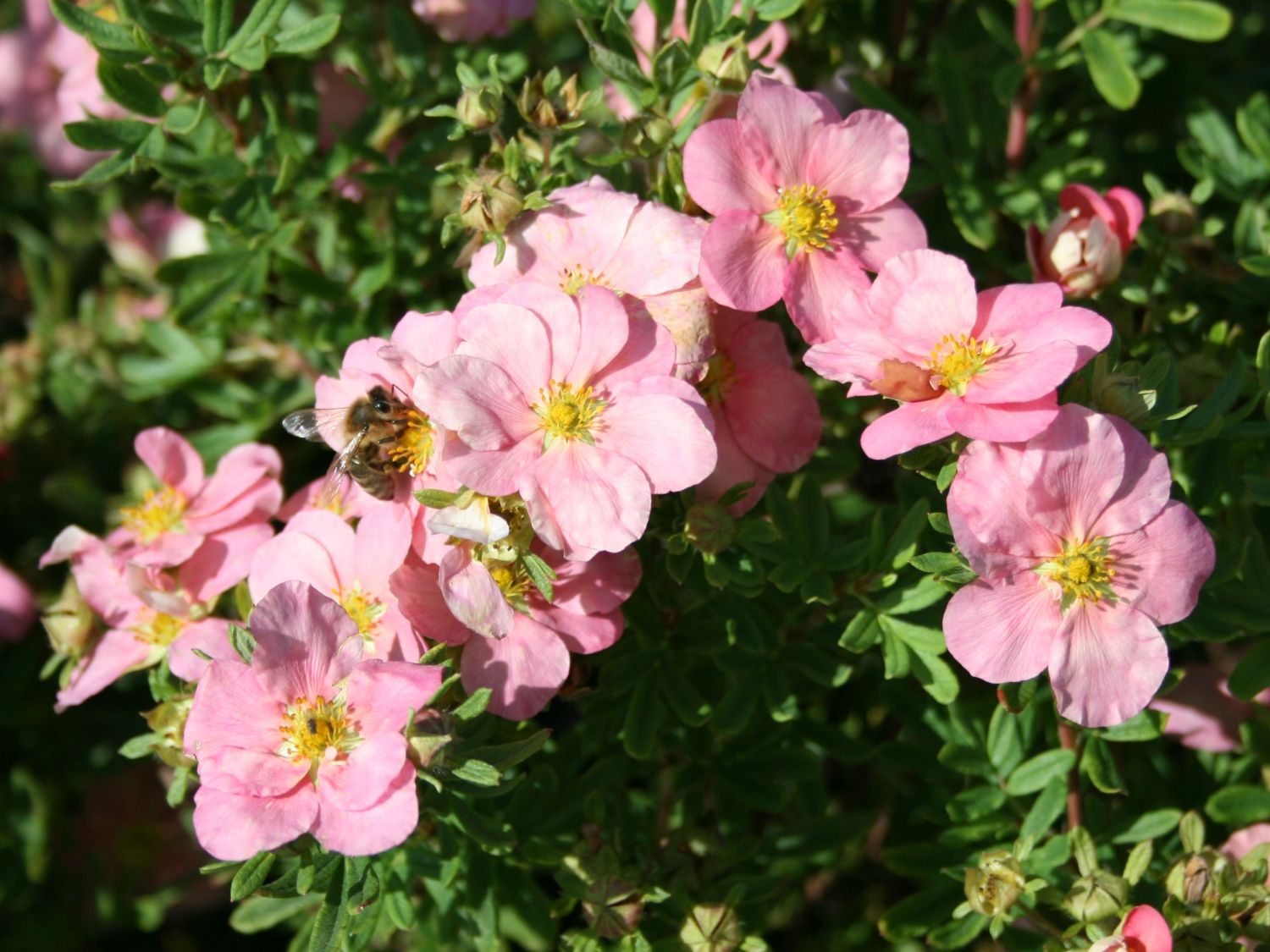 Fingerstrauch / Potentille 'Lovely Pink' - Potentilla 'Lovely Pink'