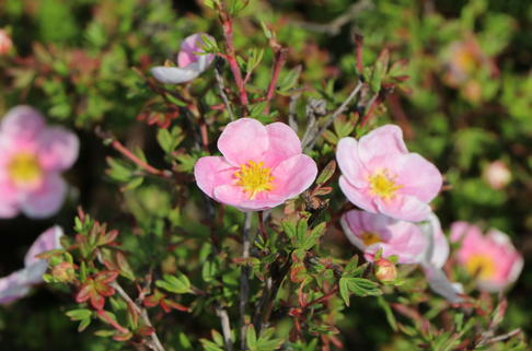 Fingerstrauch 'Princess' ® - Potentilla fruticosa 'Princess' ®