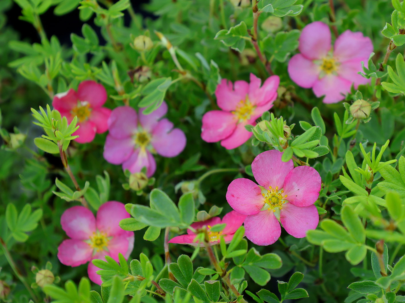Fingerstrauch PROVEN WINNERS ® 'Happy Hearts ® Pink Star'