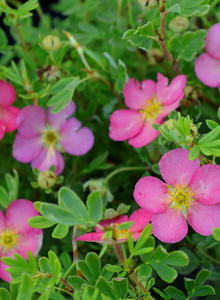 Fingerstrauch PROVEN WINNERS ® 'Happy Hearts ® Pink Star'