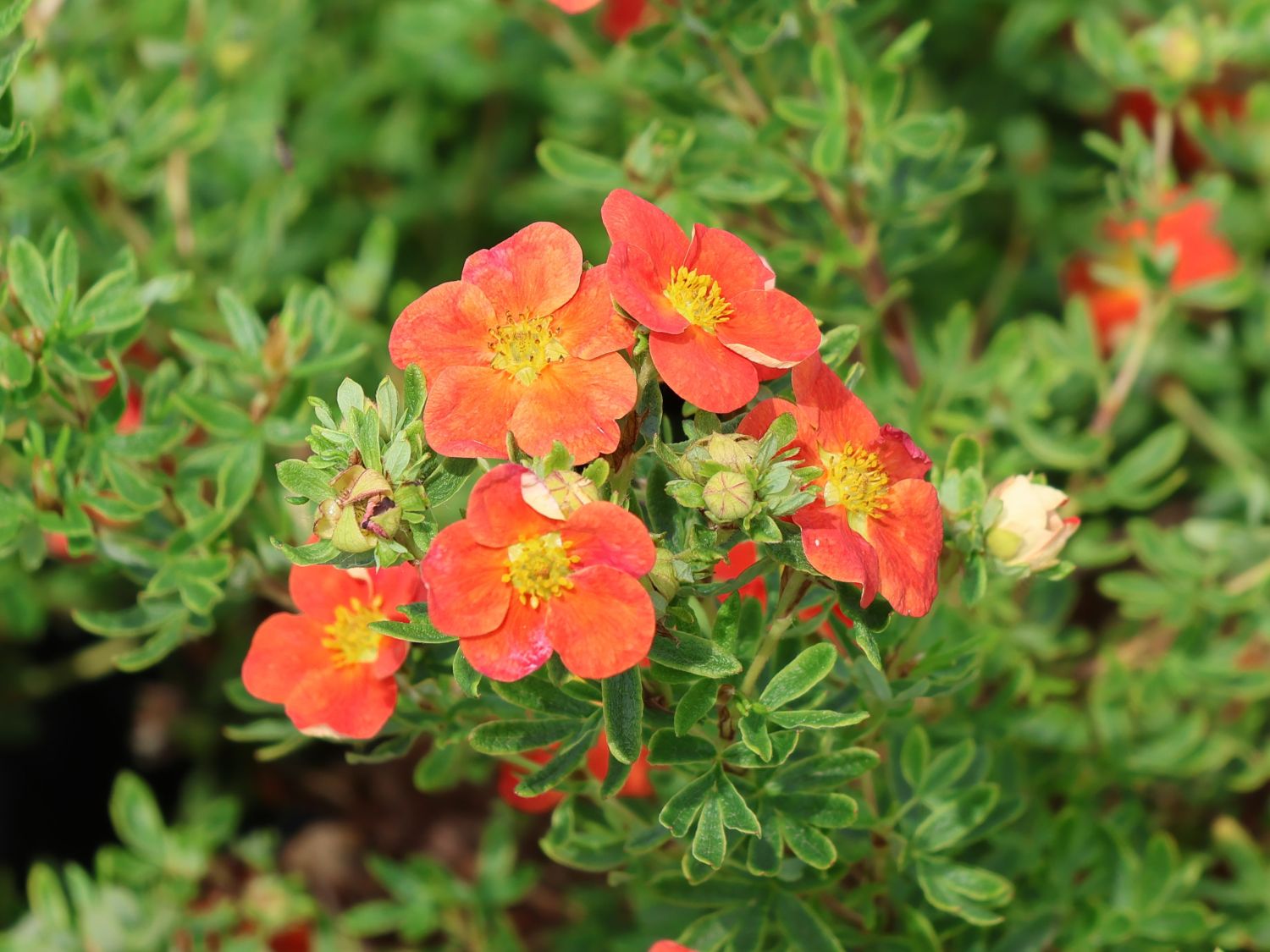 Fingerstrauch 'Red Joker'