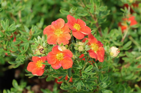 Fingerstrauch 'Red Joker' - Potentilla 'Red Joker'
