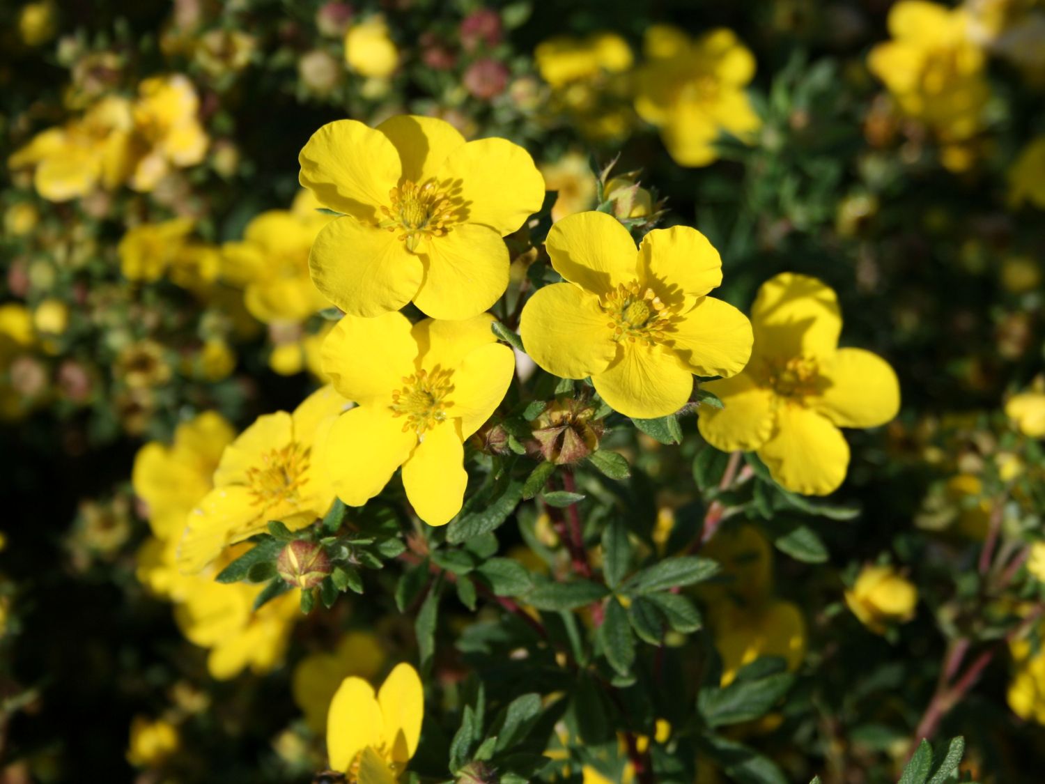 Fingerstrauch 'Sommerflor' - Potentilla fruticosa 'Sommerflor'