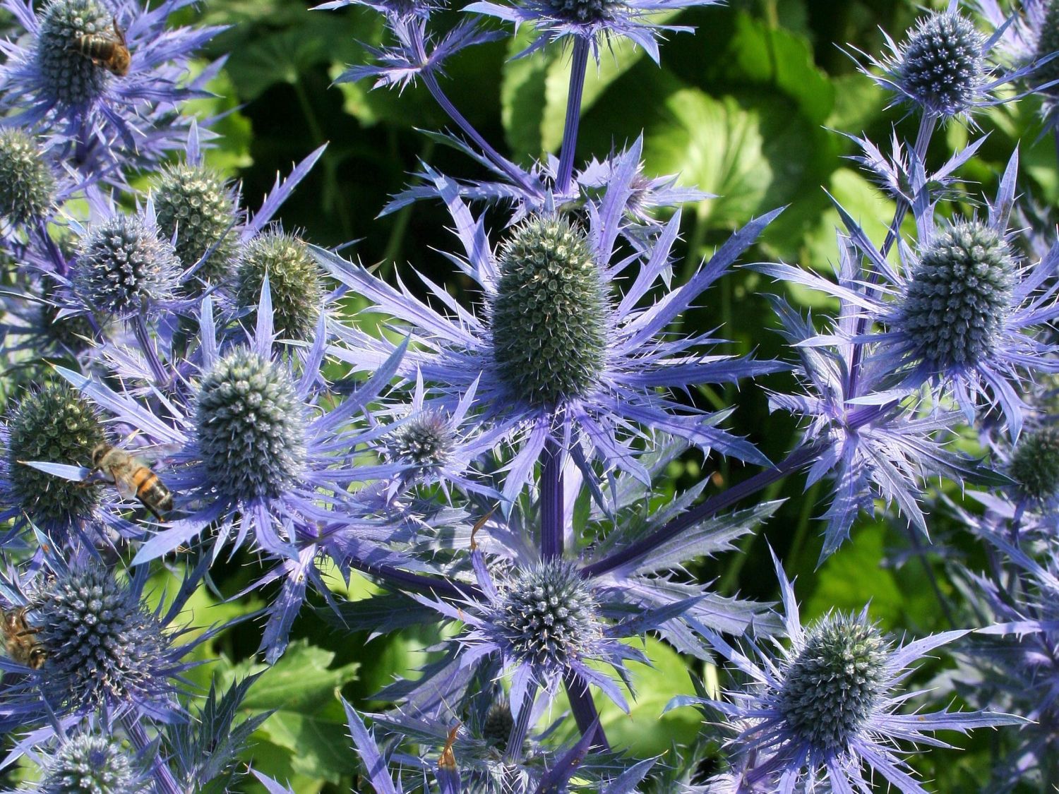 Flachblatt-Mannstreu 'Magical Blue Lagoon'