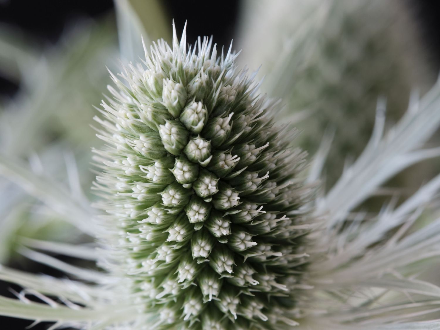 Flachblatt-Mannstreu 'Magical White Lagoon'
