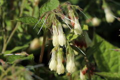 Flacher Kaukasus Beinwell
