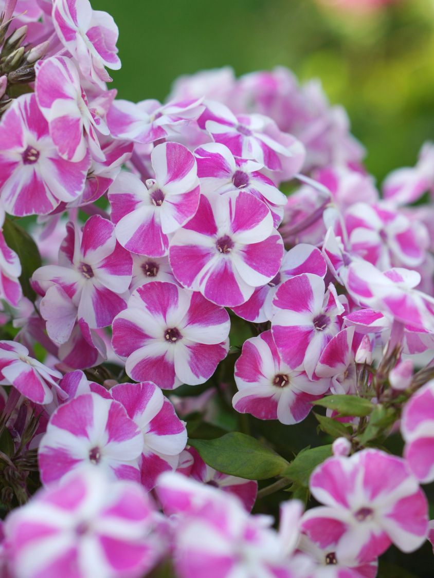 Flammenblume 'Bambini Candy Crush' - Phlox paniculata 'Bambini Candy Crush'