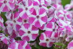 Flammenblume 'Bambini Candy Crush' - Phlox paniculata 'Bambini Candy Crush'