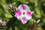 Flammenblume 'Bambini Candy Crush' - Phlox paniculata 'Bambini Candy Crush'