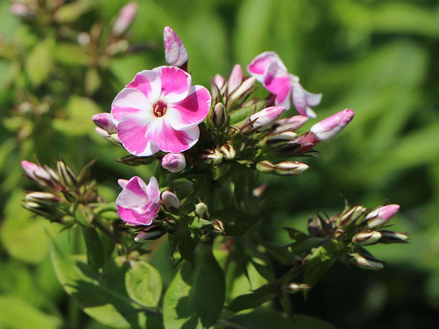 Flammenblume 'Bambini Candy Crush' - Phlox paniculata 'Bambini Candy Crush'