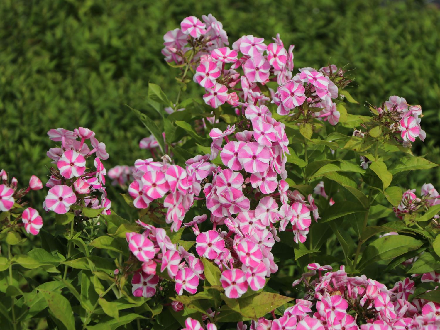 Flammenblume 'Bambini Candy Crush' - Phlox paniculata 'Bambini Candy Crush'