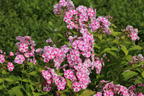 Flammenblume 'Bambini Candy Crush' - Phlox paniculata 'Bambini Candy Crush'