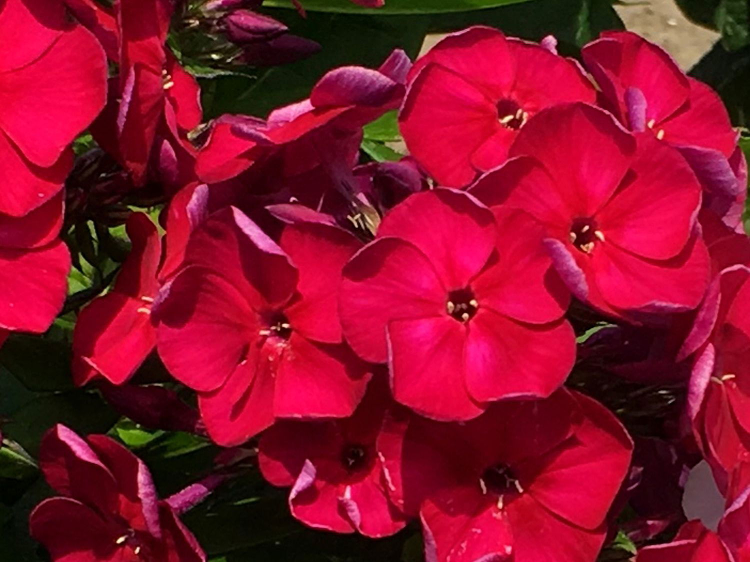 Flammenblume 'Bambini Cherry Crush'