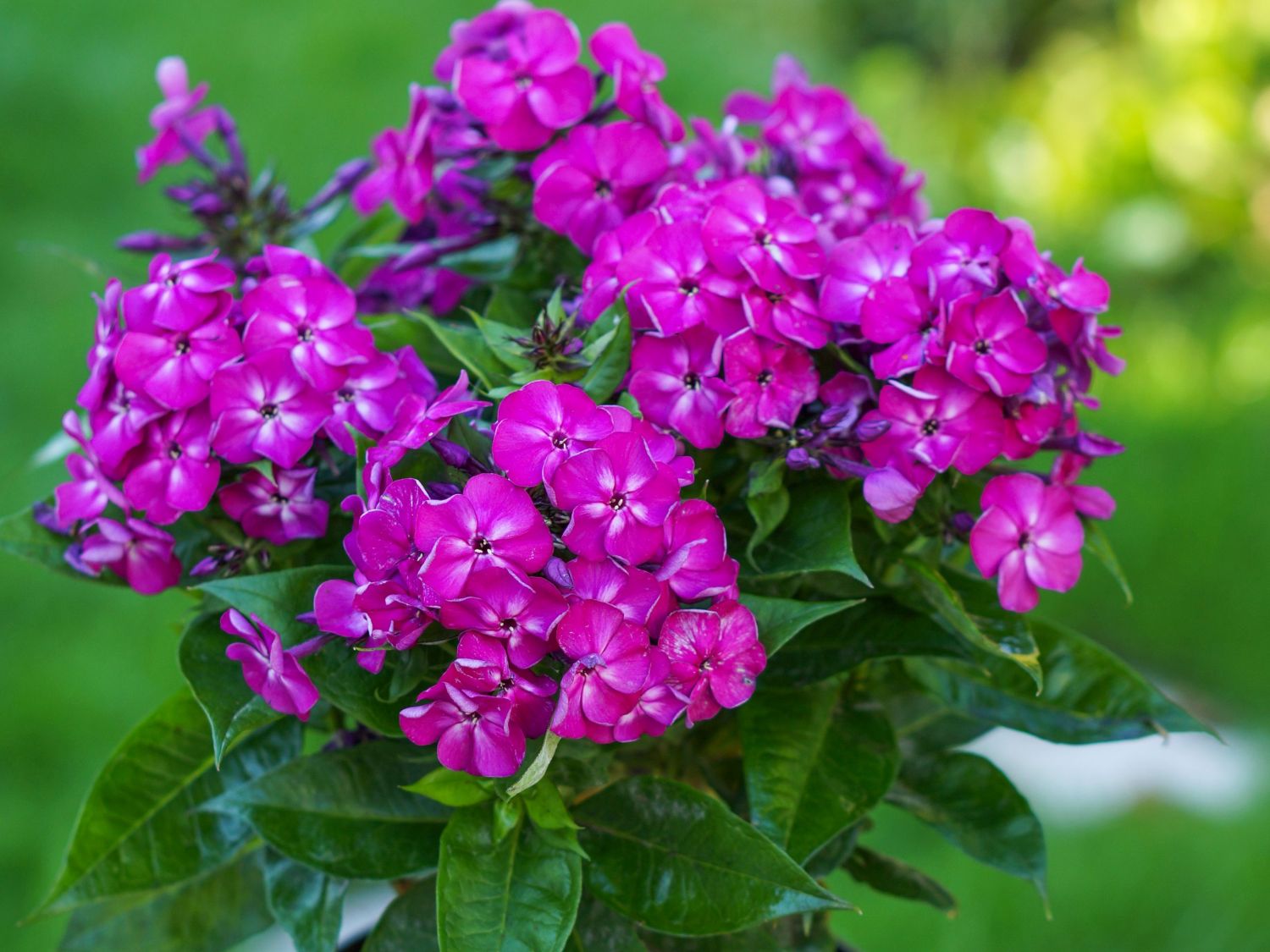 Flammenblume 'Bambini Desire'