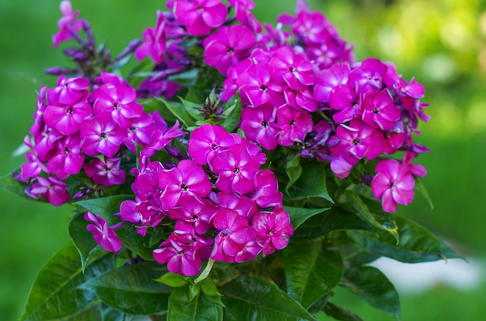 Flammenblume 'Bambini Desire' - Phlox paniculata 'Bambini Desire'