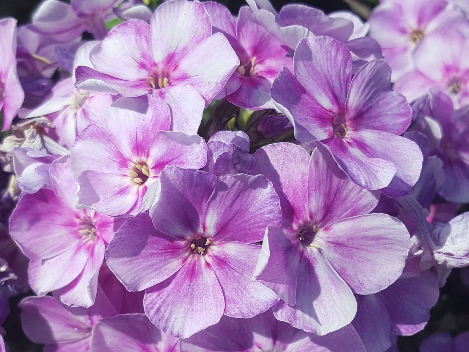 Flammenblume 'Bambini Lucky Lilac'