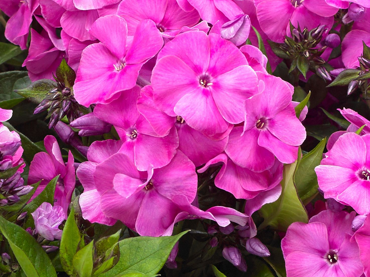 Flammenblume 'Bambini Primadonna'