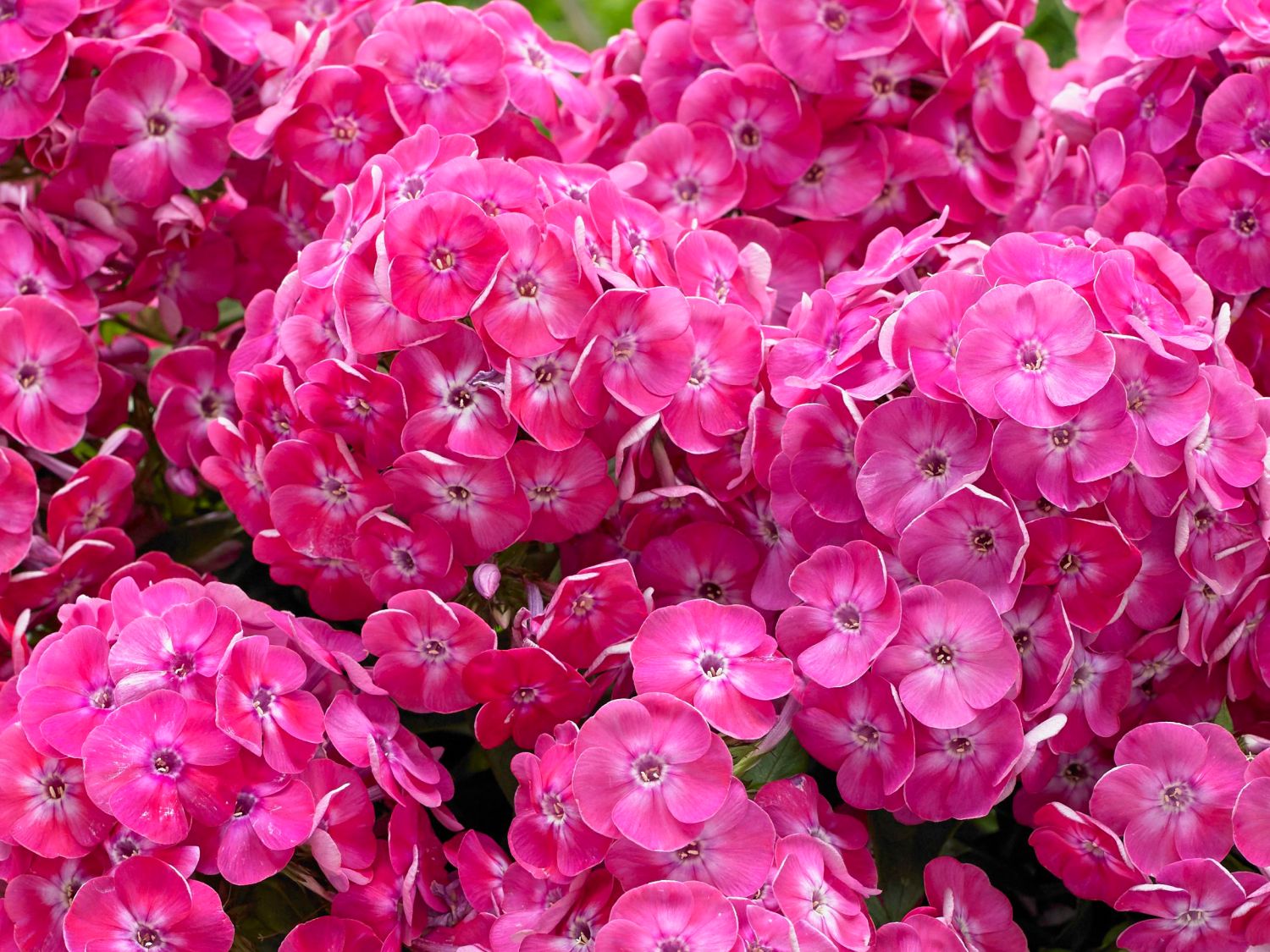 Flammenblume 'Bambini Sweet Tart'