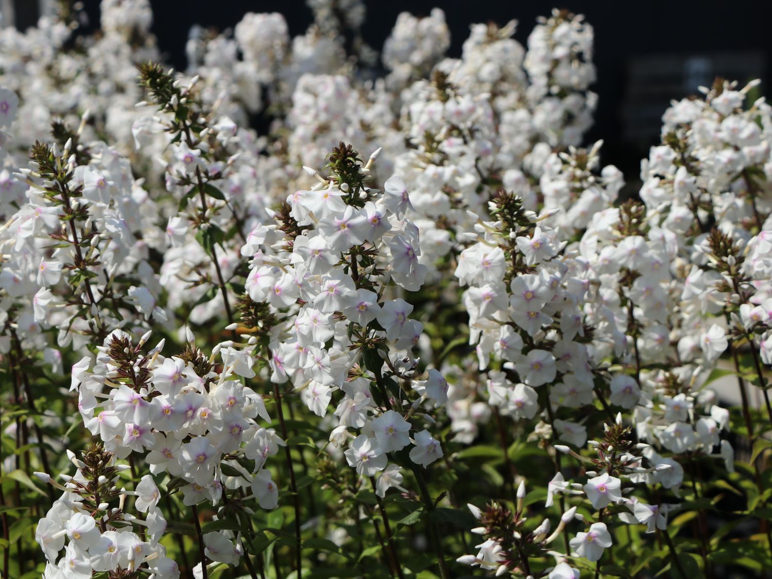 Flammenblume 'Delta'