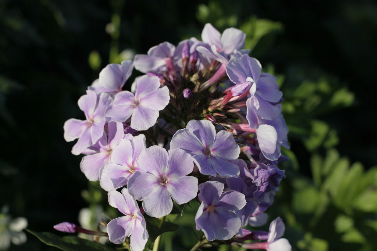 Flammenblume 'Franz Schubert'