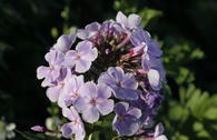 Flammenblume 'Franz Schubert'